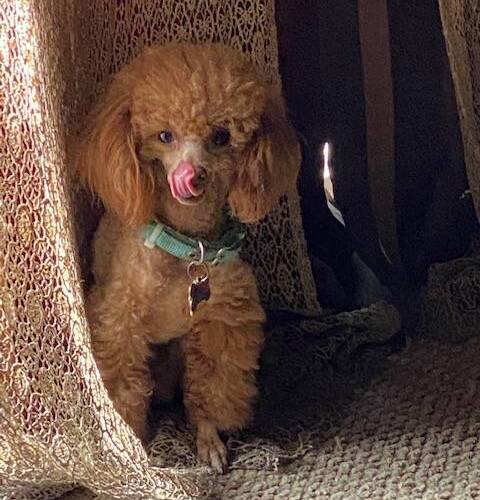 image1 (22)-1628723414 image1 (22)-1628723414